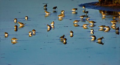 Sandpipers