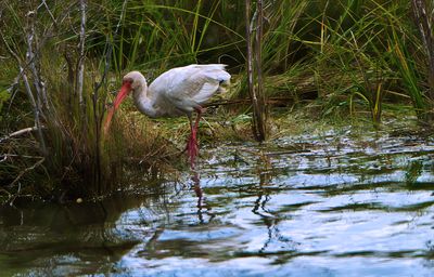 White Ibis 