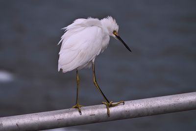 Balancing Act