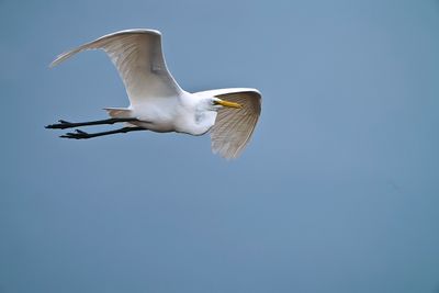 Egret Flight 
