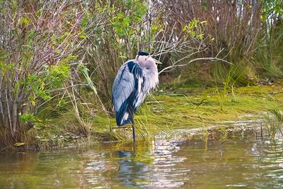 Great Blue Heron