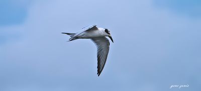 Common Tern