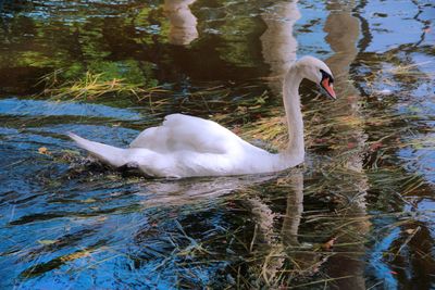 SWAN