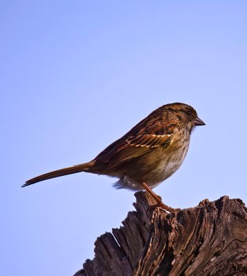 Sparrow
