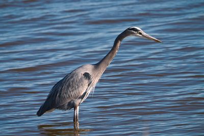 Perfect Pose Heron