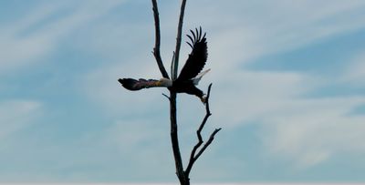 Eagle