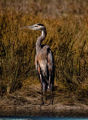 heron at bank