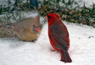 2 Cardinals in snow.