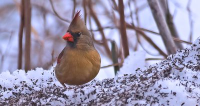 Female Cardinal 