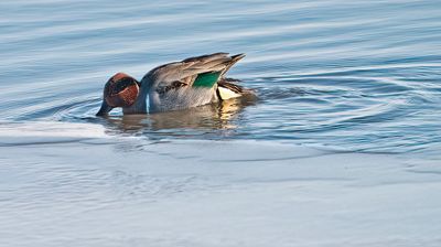 Green Winged Teal
