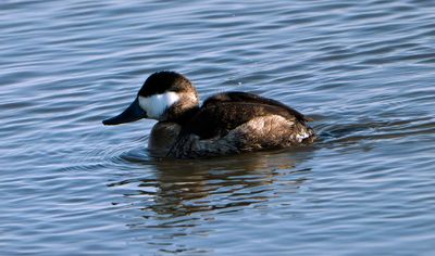 Ruddy Duck