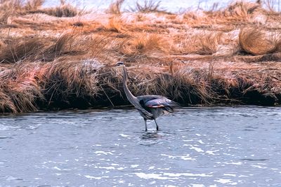 Heron