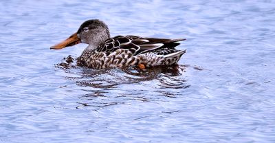 Female Northern Shovler