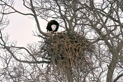 Eagles Nest.
