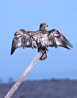 Juvenile  Bald Eagle