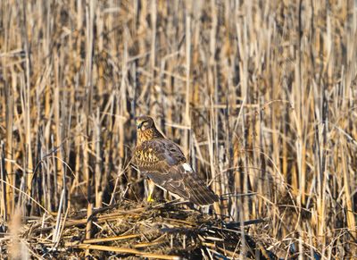 Female Northern Harrier on nest