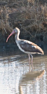 Immature white ibis.