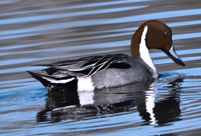 Northern Pintail