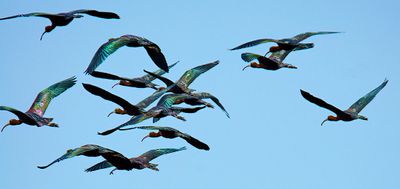 Glossy Ibis