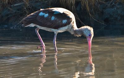 Imature White Ibis