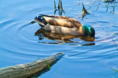 Feathers, Fur, and Other Creatures