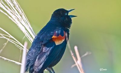 Feathers, Fur, and Other Creatures