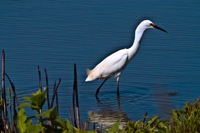 Feathers, Fur, and Other Creatures