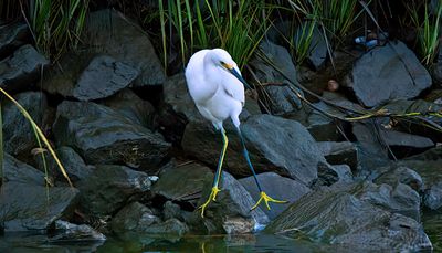 Feathers, Fur, and Other Creatures