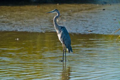 Feathers, Fur, and Other Creatures