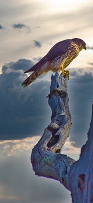 Feathers, Fur, and Other Creatures