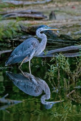 Feathers, Fur, and Other Creatures
