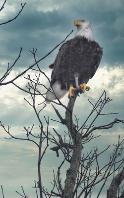 Feathers, Fur, and Other Creatures