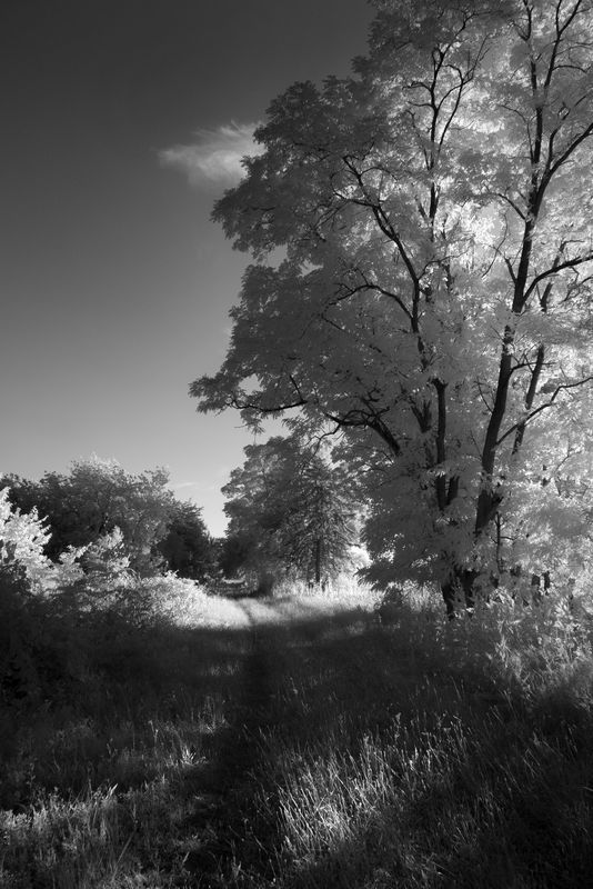 P1110174-1 b.jpg
