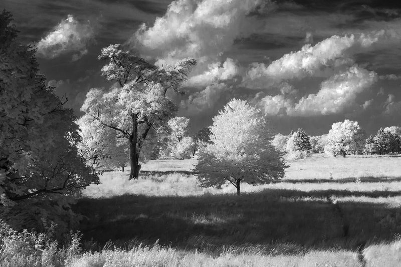 P1100904-1 ca.jpg