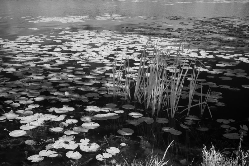 P1130141.jpg