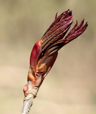leaf bud stack b.jpg