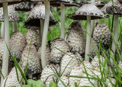 Mushrooms P7170071-1.jpg