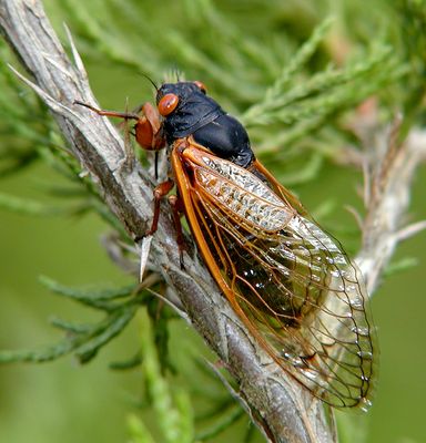 8 Cicada 1 up.jpg