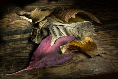 Leaves 752_7195-1.jpg