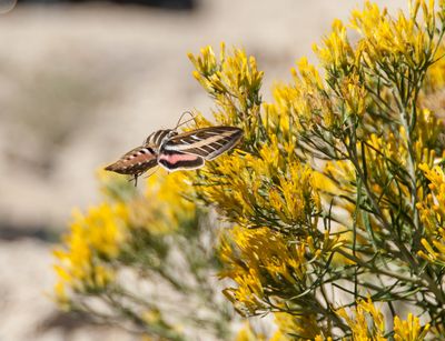 Moth_D742151-1.jpg