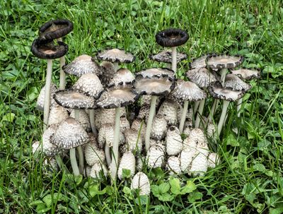 Mushrooms P7170066-1-2.jpg