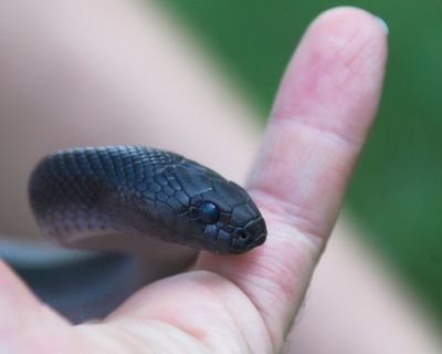 Snake_6129-01.jpg