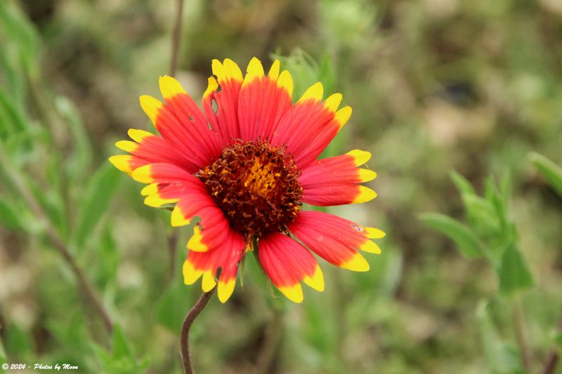 April 8th, 2024 - Weathered Wildflower - 1C17093i