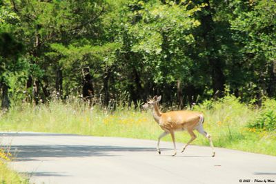 A Deer in the Road - 14164