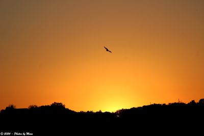 January11th, 2024 - Dam Sunset w/ bird - C16371