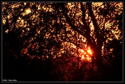 September 12th, 2024 - Sunset thru Trees - 1C17786
