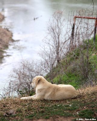February 19th 2025 - Dog and River - 1C18786