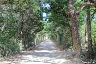 July 7th, 2022 - Tree Tunnell -1C13414