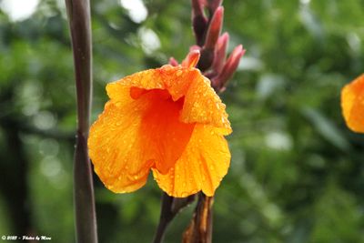 July 3rd, 2025 - 1C19962 - Canna Lily after Rain
