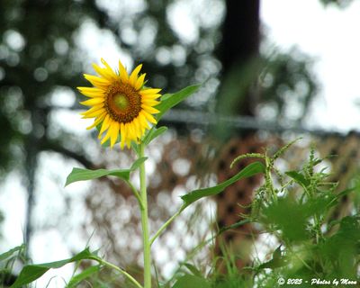 July 3rd, 2025 - 1C19943 - SunFlower